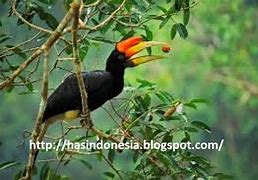 Burung Ruai Kalimantan Barat