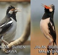 Jalak Suren Jawa